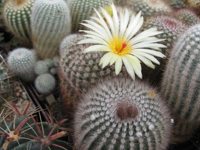 Notocactus scopa